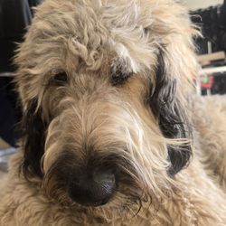 Julian's Pet Grooming - This is him without his eyelashes. See how his eyes droop.