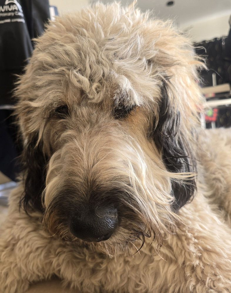 Julian's Pet Grooming - pet boarding facility in El Paso, TX