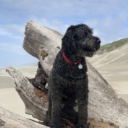 The Pet Works - Good doggy! Bath time after the beach...