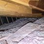 Photo of The Attic Cats