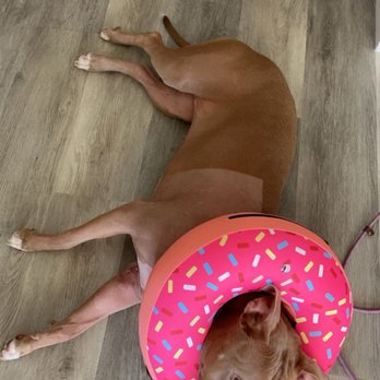 Precision Veterinary Surgery - Veterinarians Near Me - Mission Viejo, California
