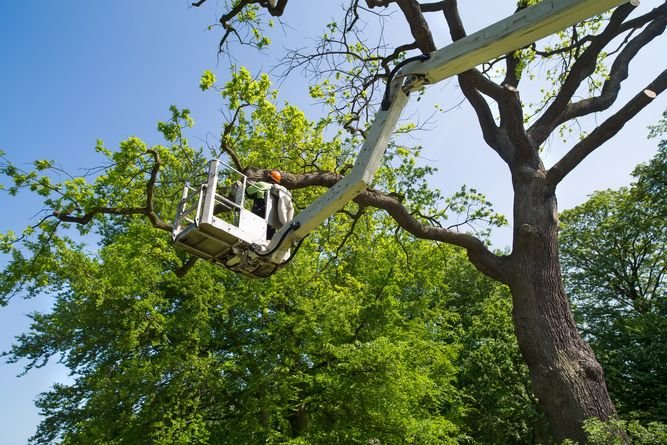Snodgrass Tree Services - tree service in Charleston, WV