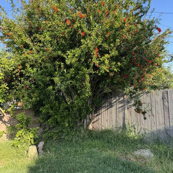 JYL Affordable Tree Care Services - Before - Tree Services Near Me - Lynwood , California JYL Affordable Tree Care Services - Before - Tree Services Near Me - Lynwood , California