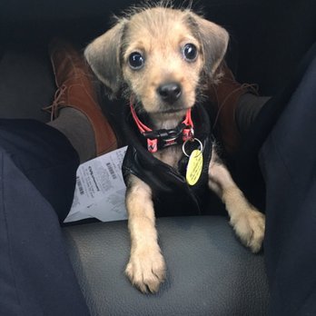 Pets & Vets - I heard Pets & Vets is where it's at! When am I gonna check it out? - Veterinarians Near Me - Miami Beach, Florida Pets & Vets - I heard Pets & Vets is where it's at! When am I gonna check it out? - Veterinarians Near Me - Miami Beach, Florida