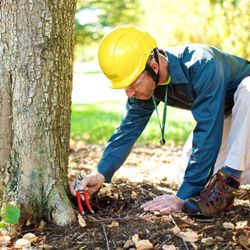 Blevins Expert Tree Care - Gettysburg