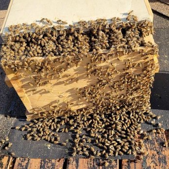 Beecasso Bee Removal - They did find the queen and the bees just followed into the bee box - Pest Control Near Me - Redondo Beach, California Beecasso Bee Removal - They did find the queen and the bees just followed into the bee box - Pest Control Near Me - Redondo Beach, California