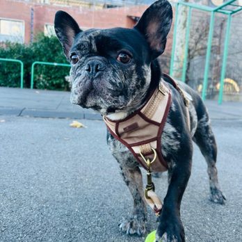 Pet Love NYC - Dog Walkers Near Me - New York, New York Pet Love NYC - Dog Walkers Near Me - New York, New York