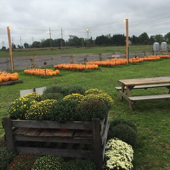Cambria Corn Maze - lots of pumpkins ready to be carved! - Hiking Near Me - Lockport, New York