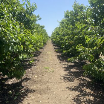 Diablo Cherries - Pick Your Own Farms Near Me - Brentwood, California