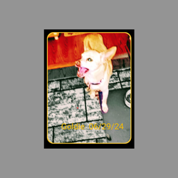 CareVet of Rockford - Goldie
