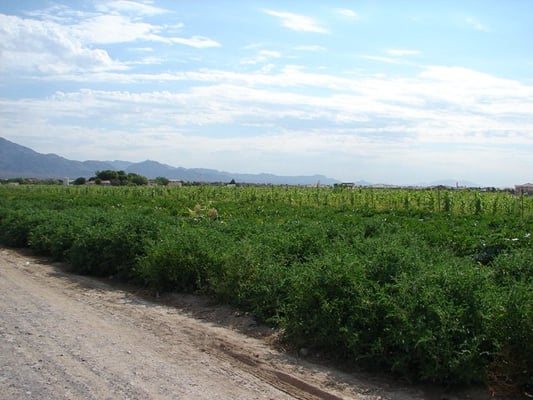 Gilcrease Orchard by null