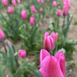 Golden Hour Tulip Farm