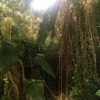 Biosphere 2 - Rainforest - Museums Near Me - Oracle, Arizona