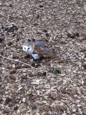 Wildpark Edersee by null