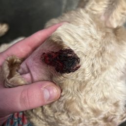 This was her ear the next day when I noticed her ears were bleeding
