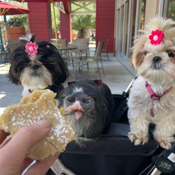 Crumbl - Menifee - Mmm Zoe, Dozer and Chloe love Crumbl Cookies! - Bakeries Near Me - Menifee, California Crumbl - Menifee - Mmm Zoe, Dozer and Chloe love Crumbl Cookies! - Bakeries Near Me - Menifee, California