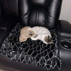 BluePearl Pet Hospital Katy - A couple months after surgery