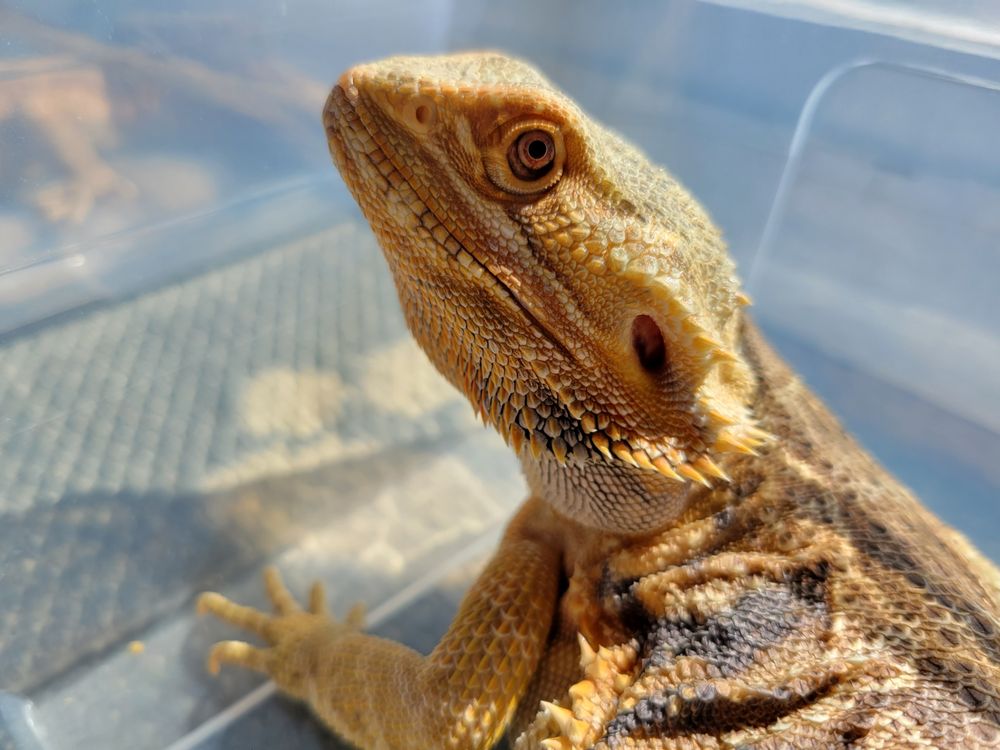 Open for Business THE PRODIGAL DRAGONS LAIR Request Information