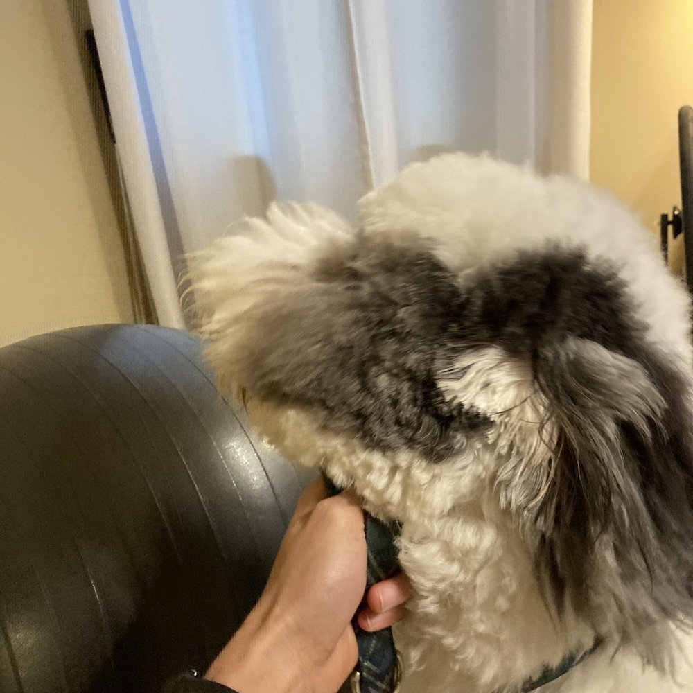 The Pet Barber - Pet Groomers Near Me - Houston, Texas The Pet Barber - Pet Groomers Near Me - Houston, Texas