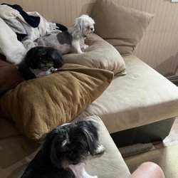 A Doggies Dream