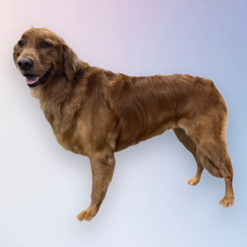 Gem State Grooming - Pet Groomers Near Me Gem State Grooming - Pet Groomers Near Me