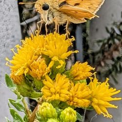 Santa Monica State Beach - Found this little guy along our walk -- Fiery Skipper Butterfly