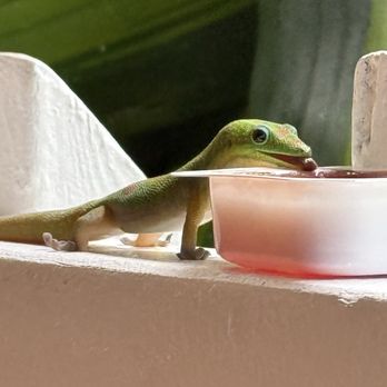 The Coffee Shack - Gecko eating grape jelly on the porch rail - Coffee & Tea Near Me - Captain Cook, Hawaii