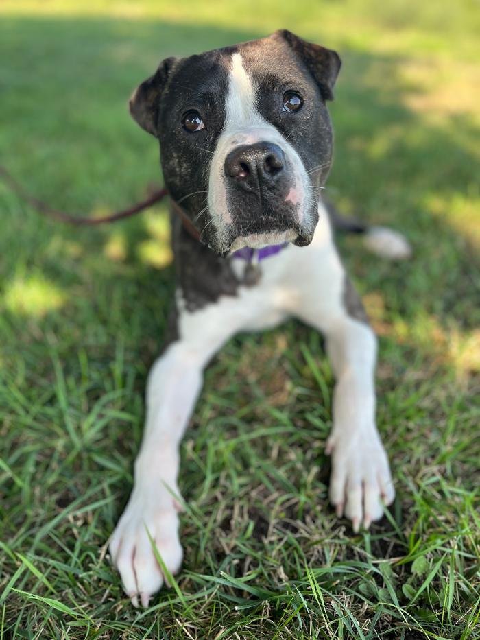 Companion Canine Dog Training