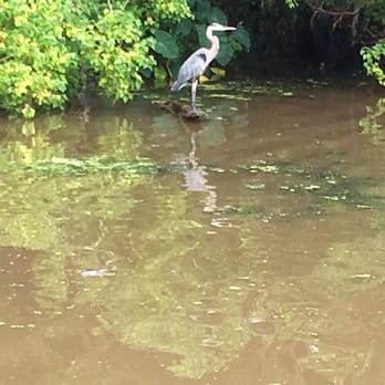 Cajun Critters Swamp Tour - Heron - Tours Near Me - Westwego, Louisiana