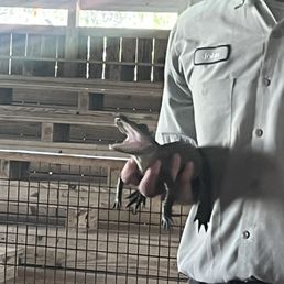 Baby gator, just two months old!!!!