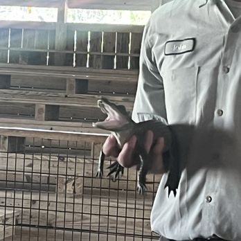gator park - Baby gator, just two months old!!!! - Boat Tours Near Me - Miami, Florida