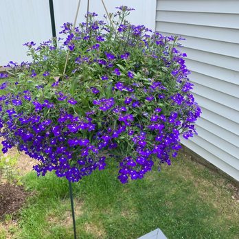 Better-Gro Garden Center - So vibrant - Nurseries & Gardening Near Me - Lindenhurst, New York Better-Gro Garden Center - So vibrant - Nurseries & Gardening Near Me - Lindenhurst, New York