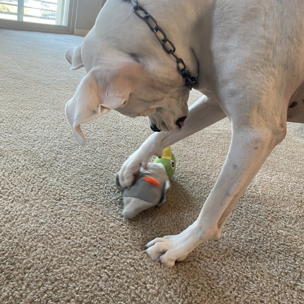 Helping Hands Pet Care Services - Happy pups - Pet Sitting Near Me