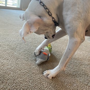 Helping Hands Pet Care Services - Happy pups - Pet Sitting Near Me Helping Hands Pet Care Services - Happy pups - Pet Sitting Near Me