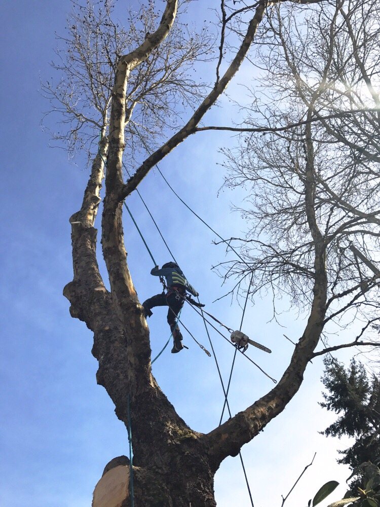 Dominant Tree Service - tree service in Lynnwood, WA
