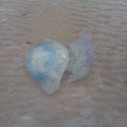 Horizon Hotel - A jelly fish on the beach