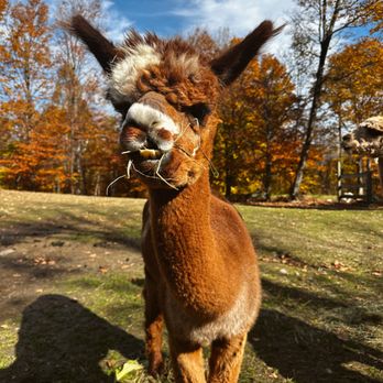 High Country Animals - Attraction Farms Near Me - Waitsfield, Vermont