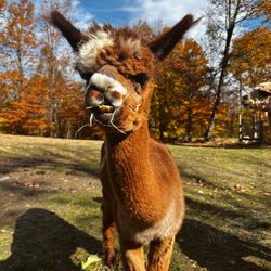High Country Animals