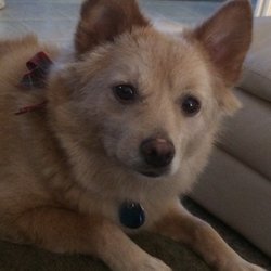 bearss animal hospital