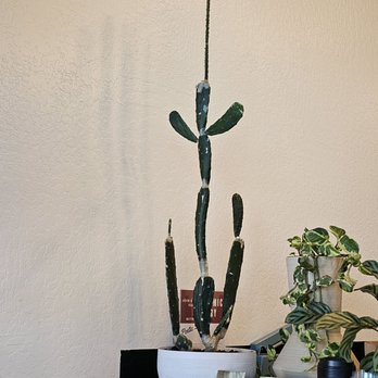 Roamer Coffee House - Coffee & Tea Near Me - Reno, Nevada
