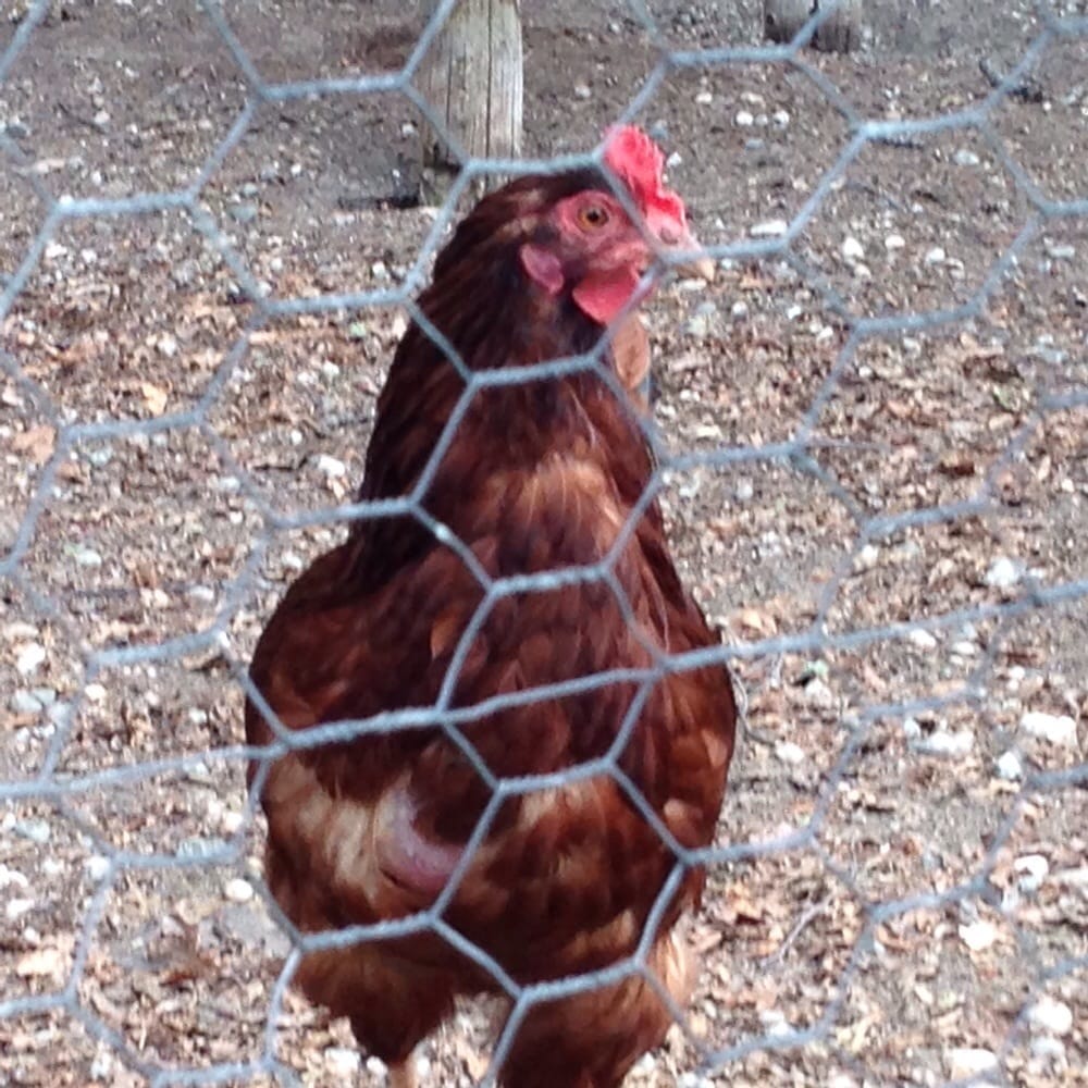 Rika's Roadhouse & Landing Logo