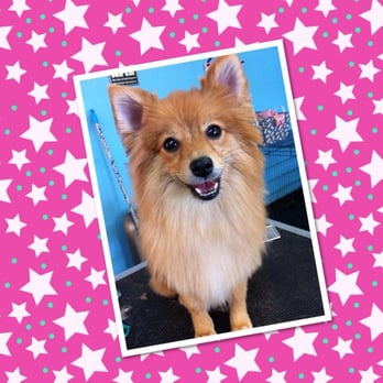 Ultimutt Grooming - pomeranian - Pet Groomers Near Me - Denton, Texas
