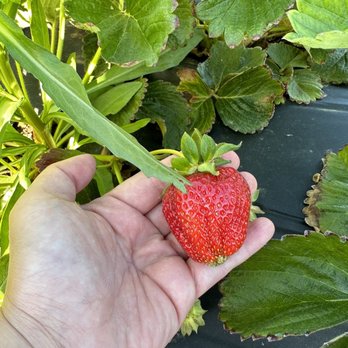 Chao’s Strawberries - Very sweet - Fruits & Veggies Near Me - Brentwood, California Chao’s Strawberries - Very sweet - Fruits & Veggies Near Me - Brentwood, California
