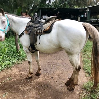Ironwood Ranch - Horseback Riding Near Me - Lahaina, Hawaii Ironwood Ranch - Horseback Riding Near Me - Lahaina, Hawaii