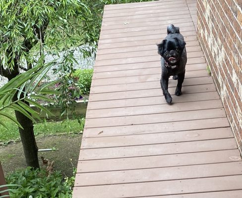 REIGNING CATS & DOGS - Updated February 2026 - 14 Reviews - 20455