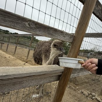 Ostrichland USA - Attraction Farms Near Me - Solvang, California Ostrichland USA - Attraction Farms Near Me - Solvang, California