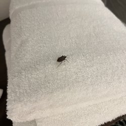 Country Inn & Suites by Radisson, Harrisburg Northeast - Hershey - Bugs on towels