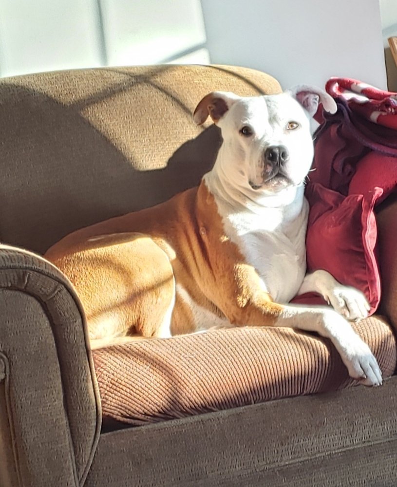 BROOKHAVEN VETERINARY HOSPITAL 12 Photos & 21 Reviews 101 E Garrison Rd, Brookhaven