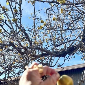Apple Alley Bakery - APPLE Tree in their backyard , this cute one landed on my head :) - Bakeries Near Me - Julian, California Apple Alley Bakery - APPLE Tree in their backyard , this cute one landed on my head :) - Bakeries Near Me - Julian, California