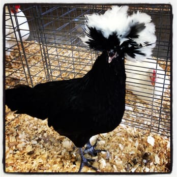 Dutchess County Fair - What a different looking bird - so beautiful! - Festivals Near Me - Rhinebeck, New York Dutchess County Fair - What a different looking bird - so beautiful! - Festivals Near Me - Rhinebeck, New York
